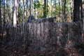 Mossy synthetic ghillie blind cover 30 by 9 feet