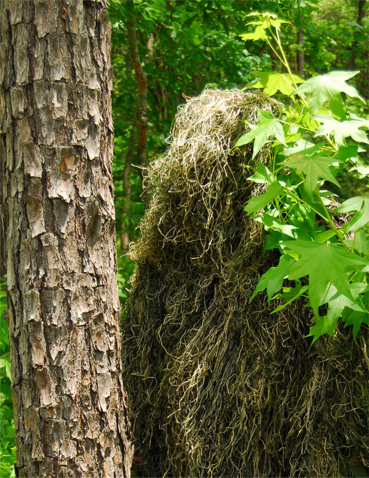Ultra-light synthetic BDU ghillie jacket in Woodland pattern, worn with matching pants