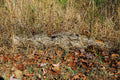 Rifle Wrap – GhillieSuits.com (photo 2 of 2)