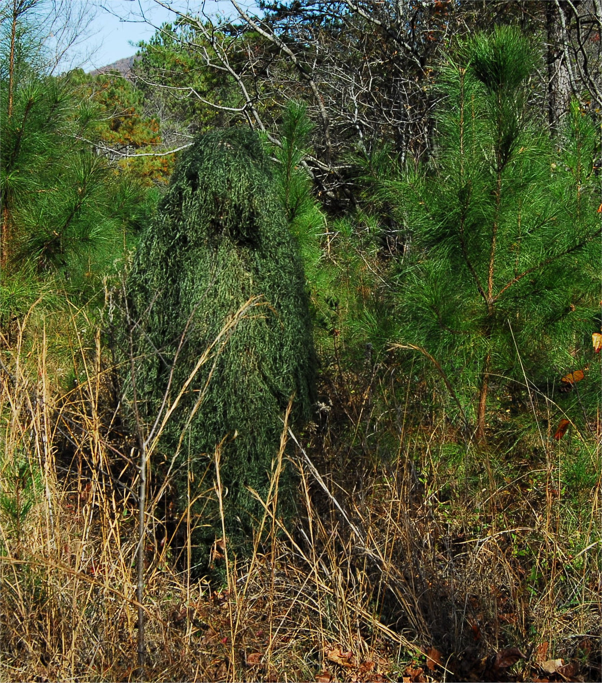 Leafy Green synthetic ghillie poncho